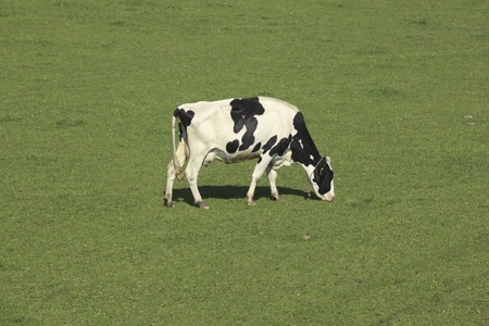 Dairy cowsの写真素材