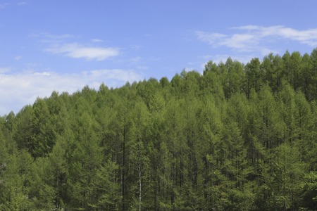 Forestの写真素材