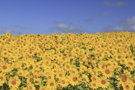 Sunflower fieldの写真素材