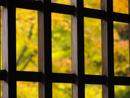 Foliage and lattice windowの写真素材