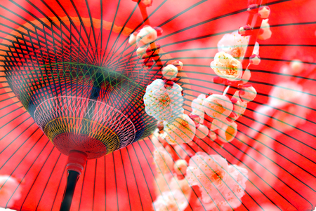 Plum flowers and Japanese umbrellaの写真素材