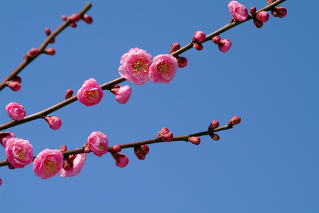 Plum blossomの写真素材