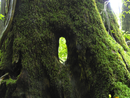 Hole in the treeの写真素材