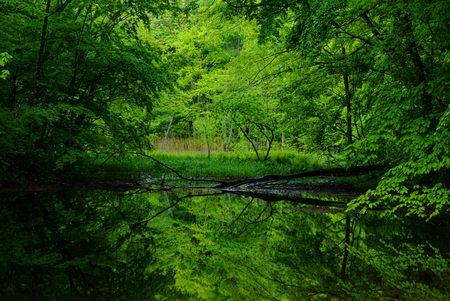 Fresh green reflected in the swampの写真素材