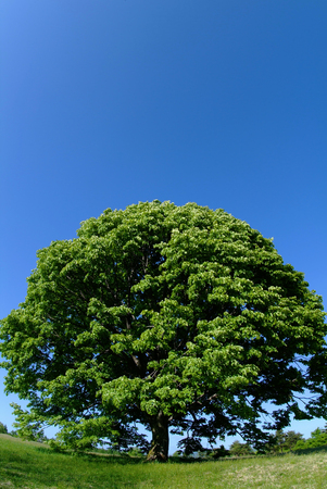 Fresh green leaves and blue skyの写真素材