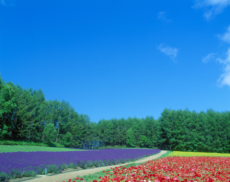 Flower garden and blue sky Poppy and the lavenderの写真素材