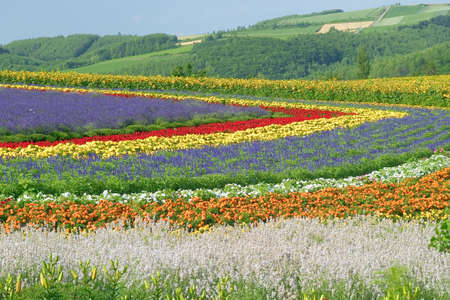 Flower field and blue skyの写真素材