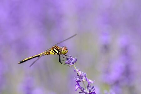 Lavender and dragonflyの写真素材