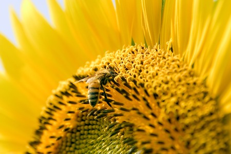 Sunflower and bee