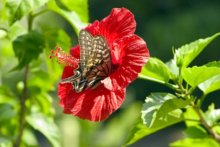 Hibiscus and swallowtail butterflyの写真素材