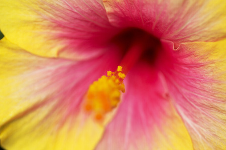 Hibiscusの写真素材