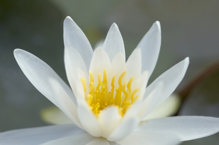 Water lilyの写真素材