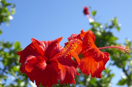 Hibiscusの写真素材