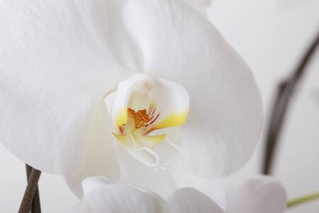 Phalaenopsis Orchidの写真素材