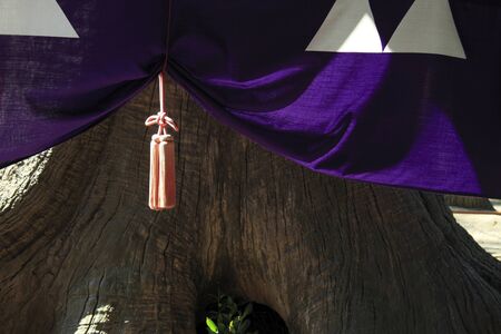 Sacred treeの写真素材