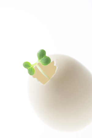 Eggs and Futabaの写真素材