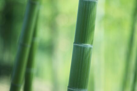 Bamboo forestの写真素材