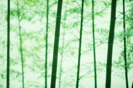 Bamboo forestの写真素材