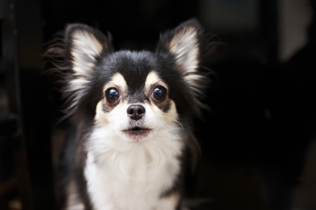 Chihuahuaの写真素材