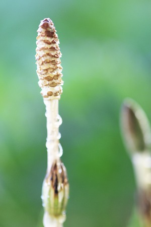 Horsetail.の写真素材