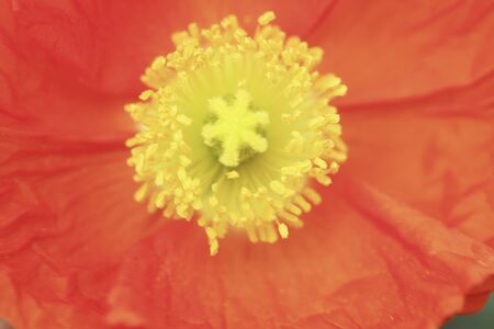Poppyの写真素材