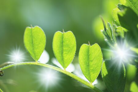 Fresh greenの写真素材