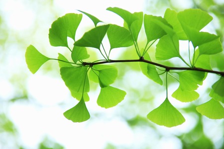 Gingko treeの写真素材