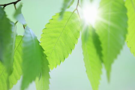 Fresh green