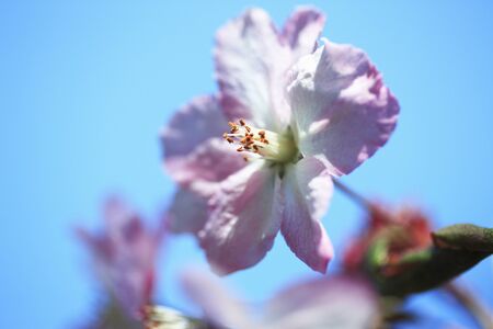 Hana Haitang kaido Hanaの写真素材