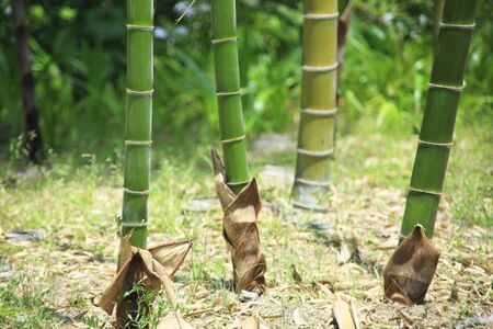 Bamboo forestの写真素材