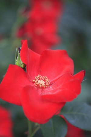Roseの写真素材