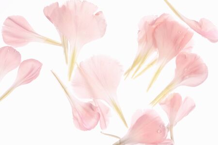 Carnation petalの写真素材