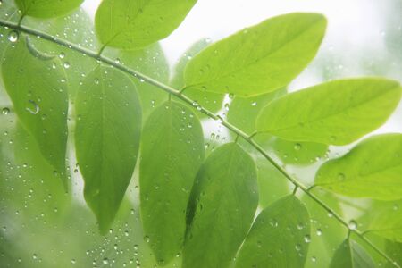 Umbrellaの写真素材