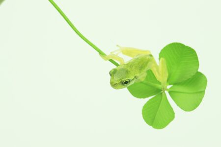 Frog and cloverの写真素材