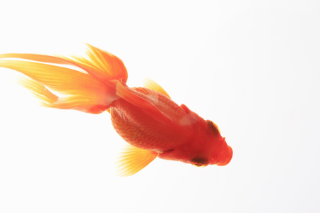 Goldfishの写真素材
