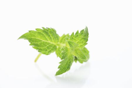 Mint