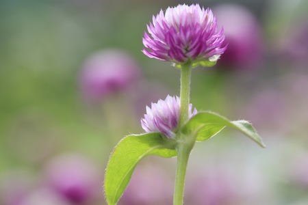 Gomphrena globosaの写真素材