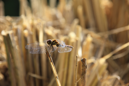 Red dragonflyの写真素材