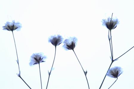 Pressed Kasumi grassの写真素材