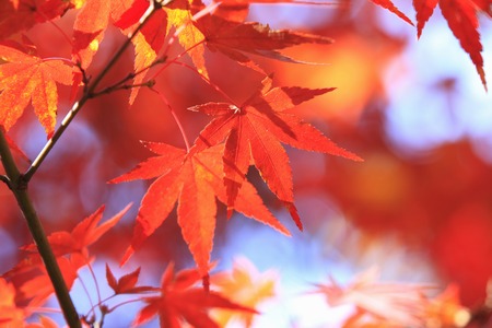 Autumn leavesの写真素材