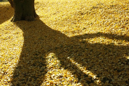 Leaves of the Ginkgo treeの写真素材