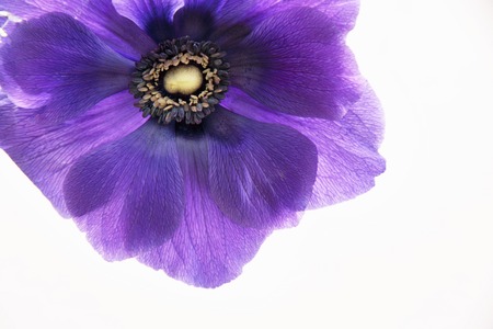 Anemoneの写真素材