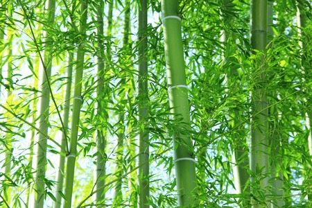 Bamboo forestの写真素材