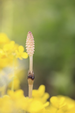 Leaves and flowers and horsetail
