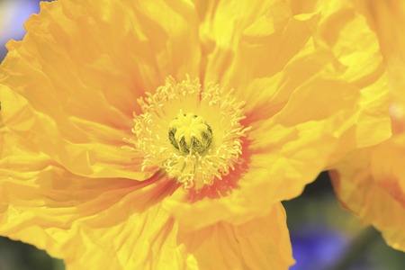 Poppyの写真素材