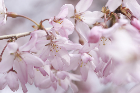 Weeping cherryの写真素材