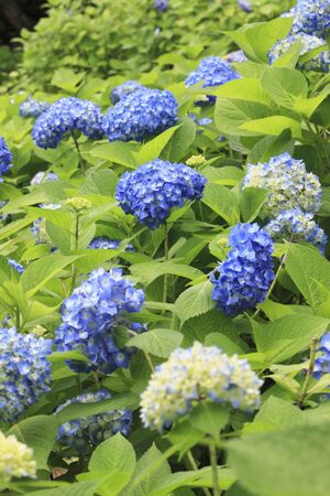 Hydrangea