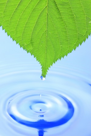 Fresh green leaves and waterの写真素材