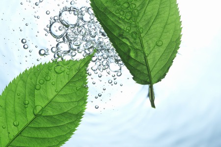 Water and leaves