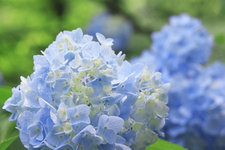 Hydrangea
